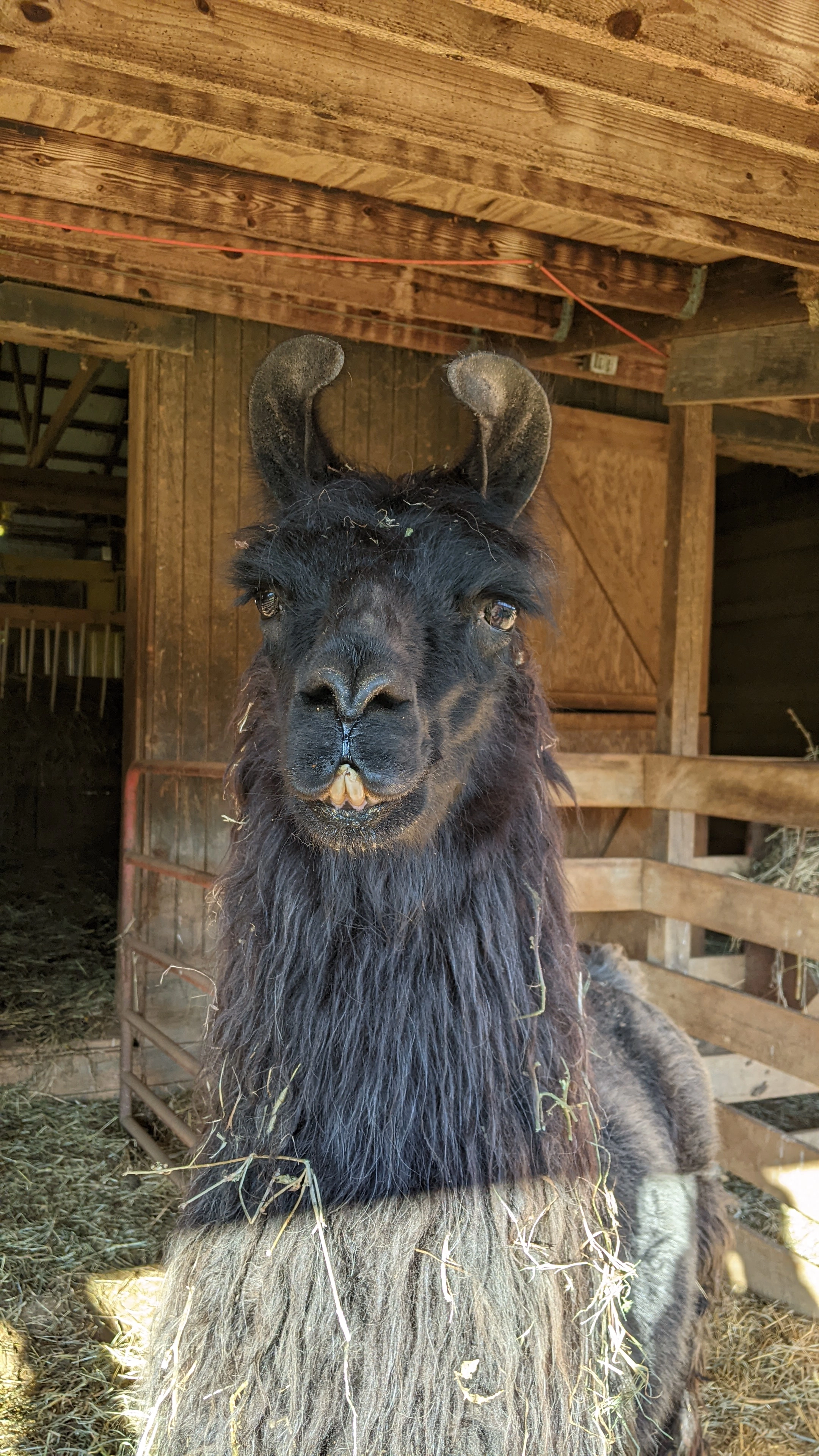 An image of a llama named Pete