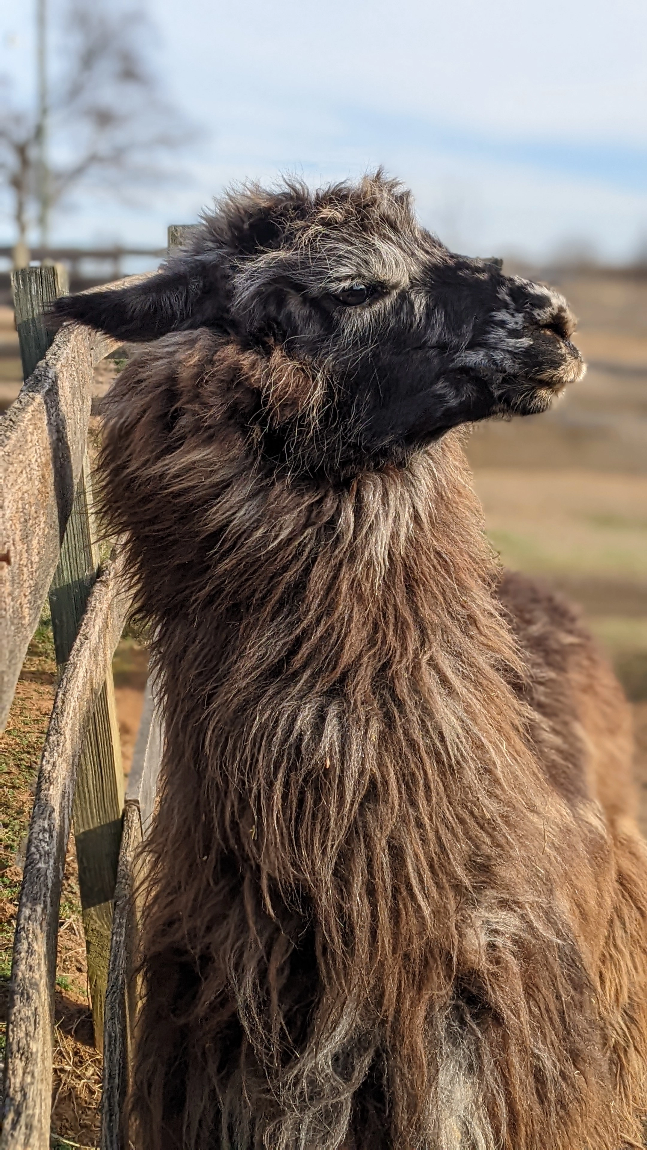 A portrait image of a llama named Kingsley