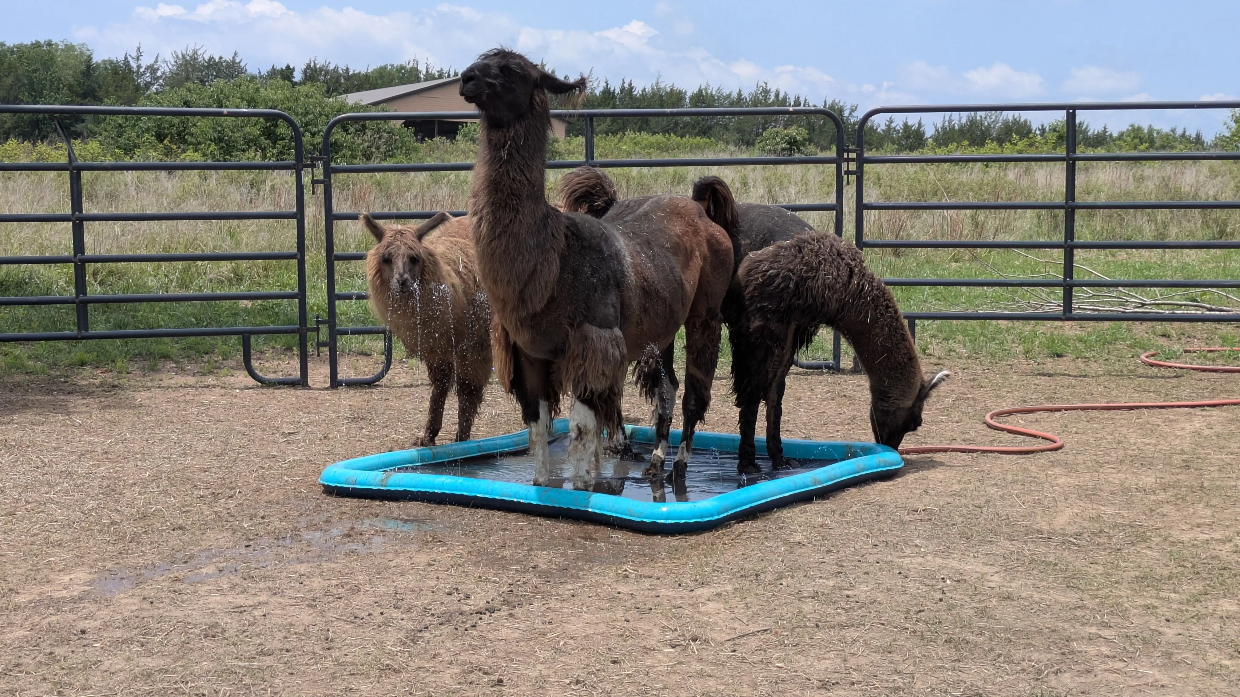 Three llamas standing and cooling off in a blue splash pad on grass