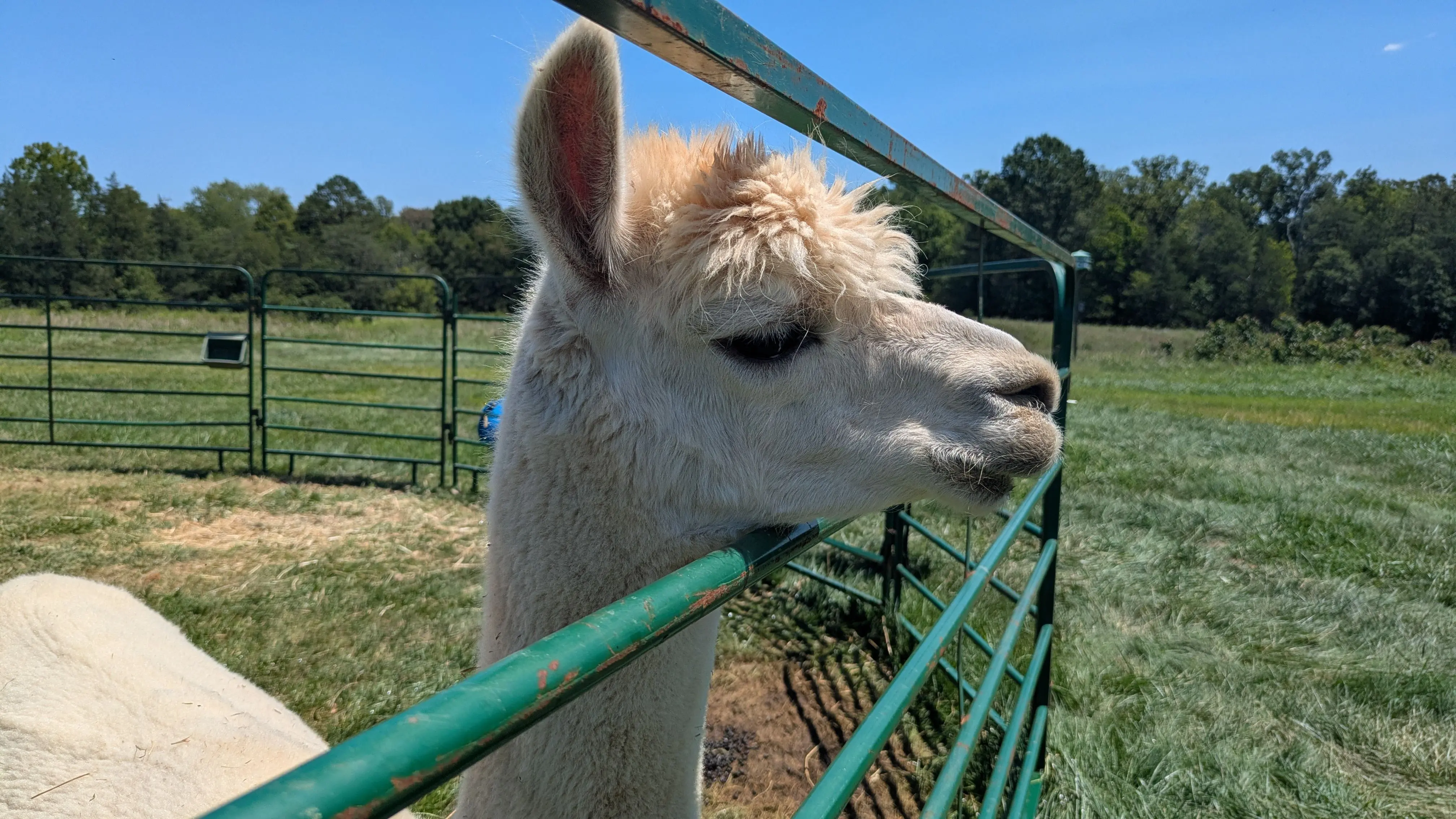 A white alpaca with fluffy fur peers over a green metal fence in a sunny, grassy field with trees in the background under a clear blue sky. [U]