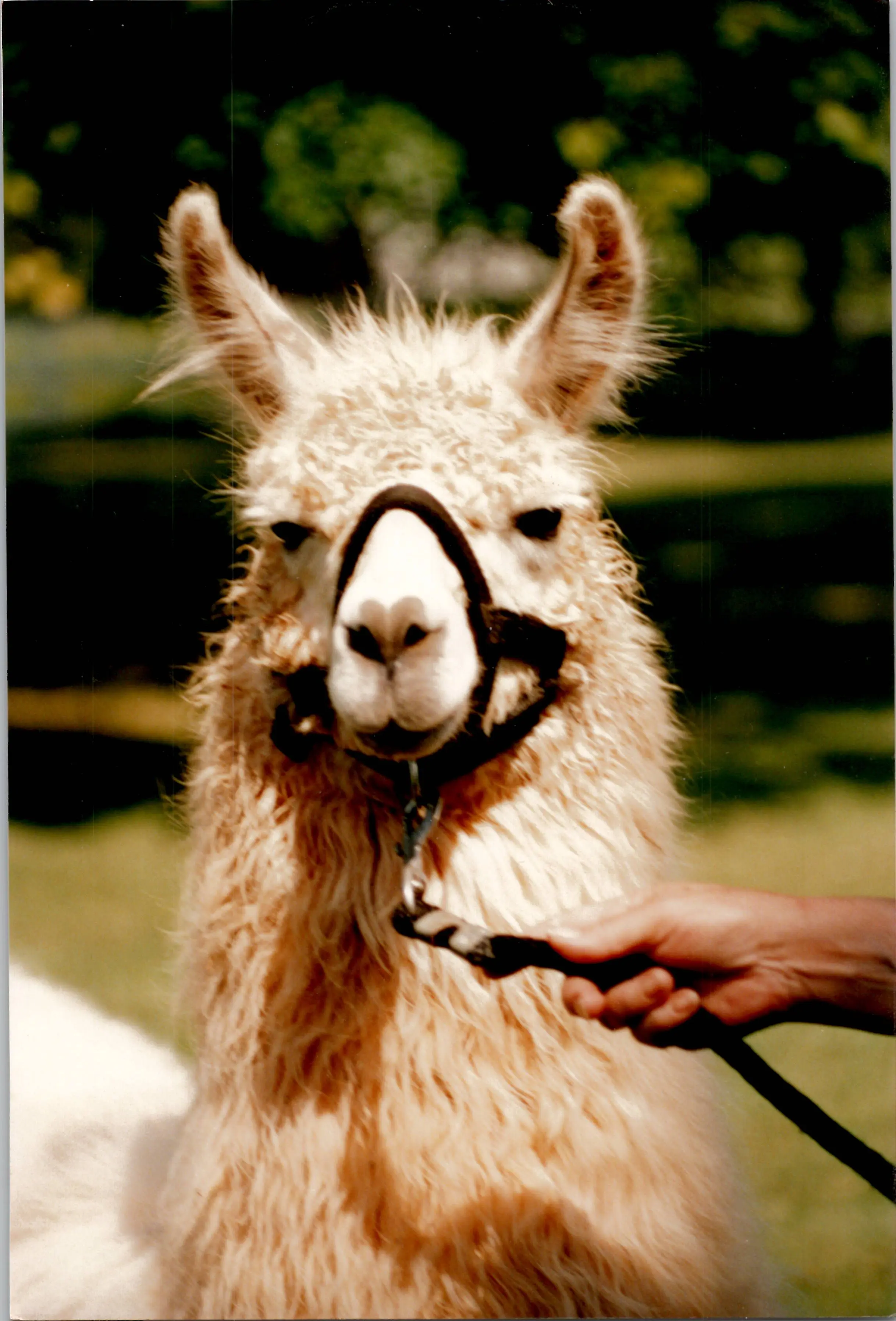 An image of a llama named Bermuda High