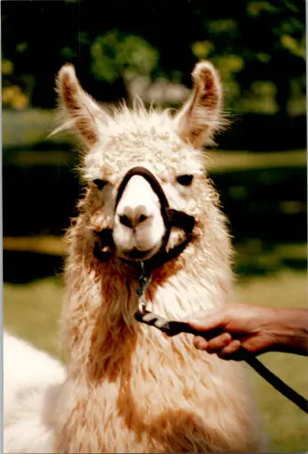 An image of a animal named Bermuda High