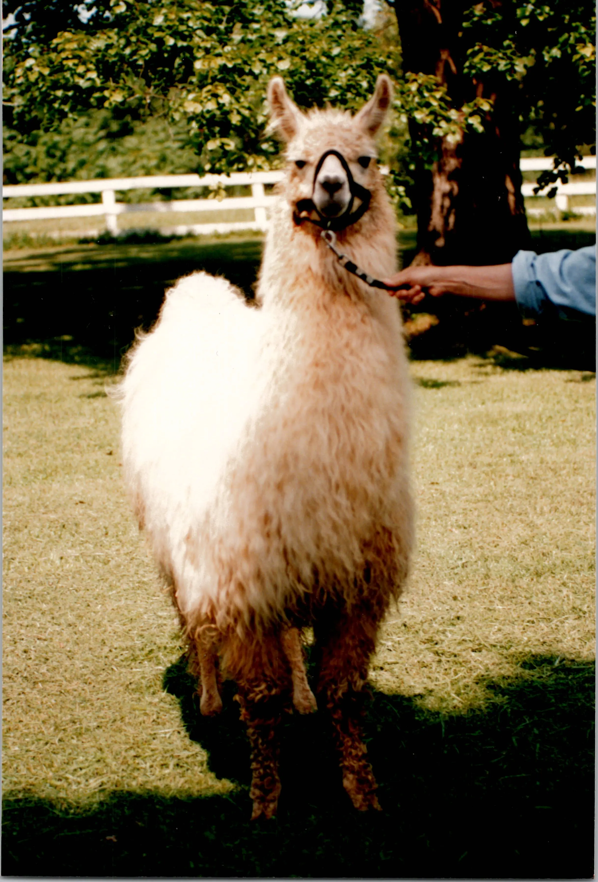 An image of a llama named Bermuda High