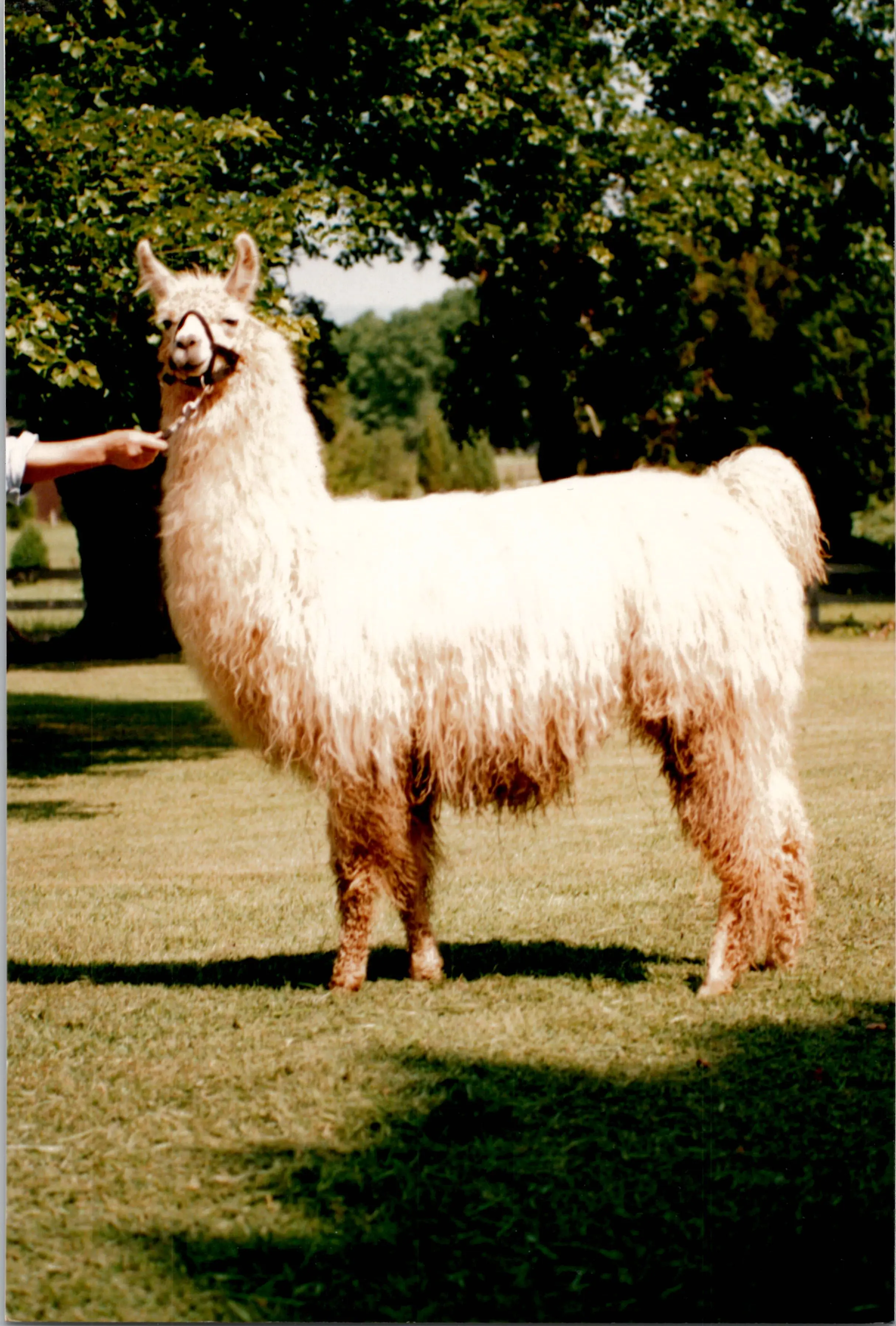 An image of a llama named Bermuda High
