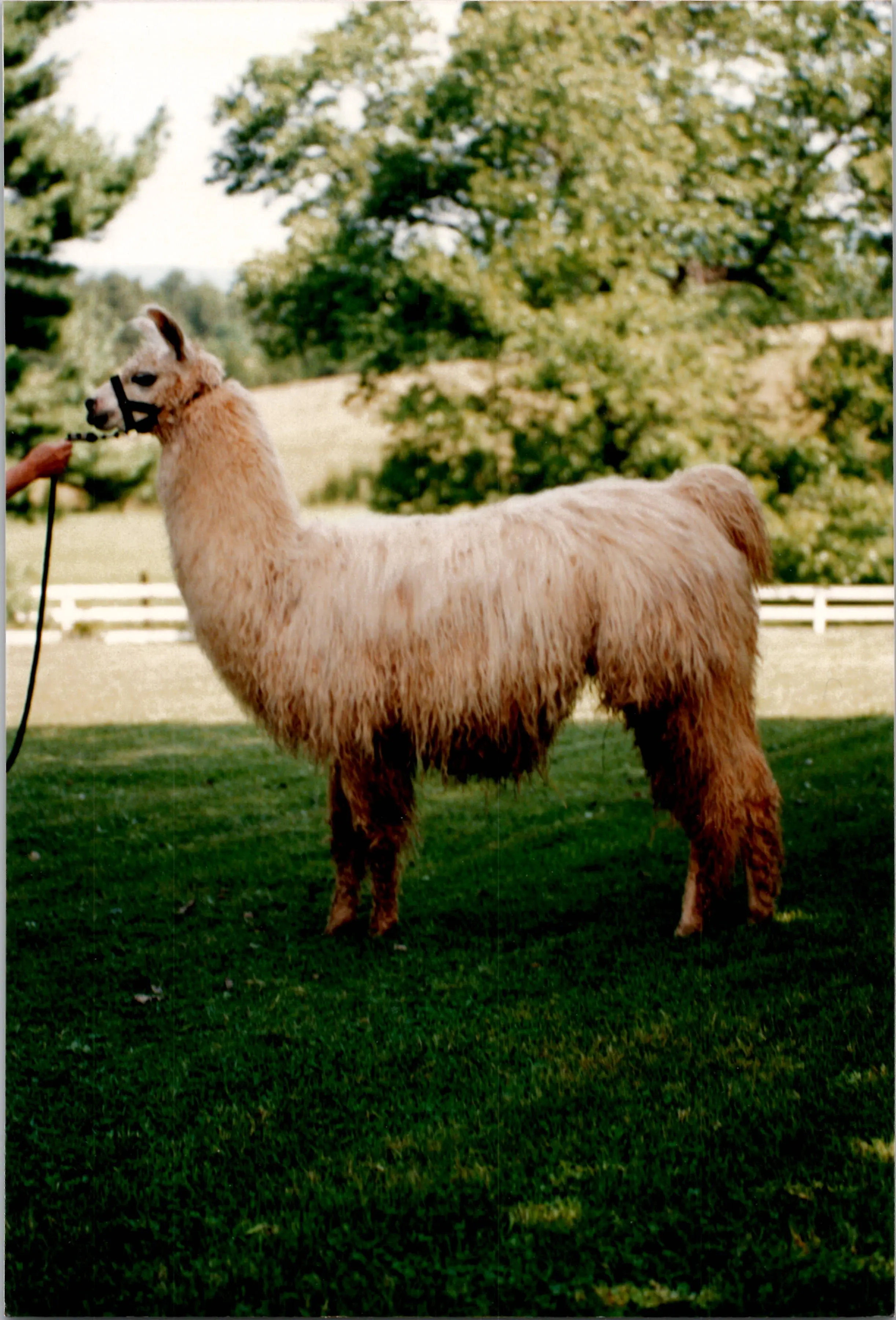 An image of a llama named Bermuda High