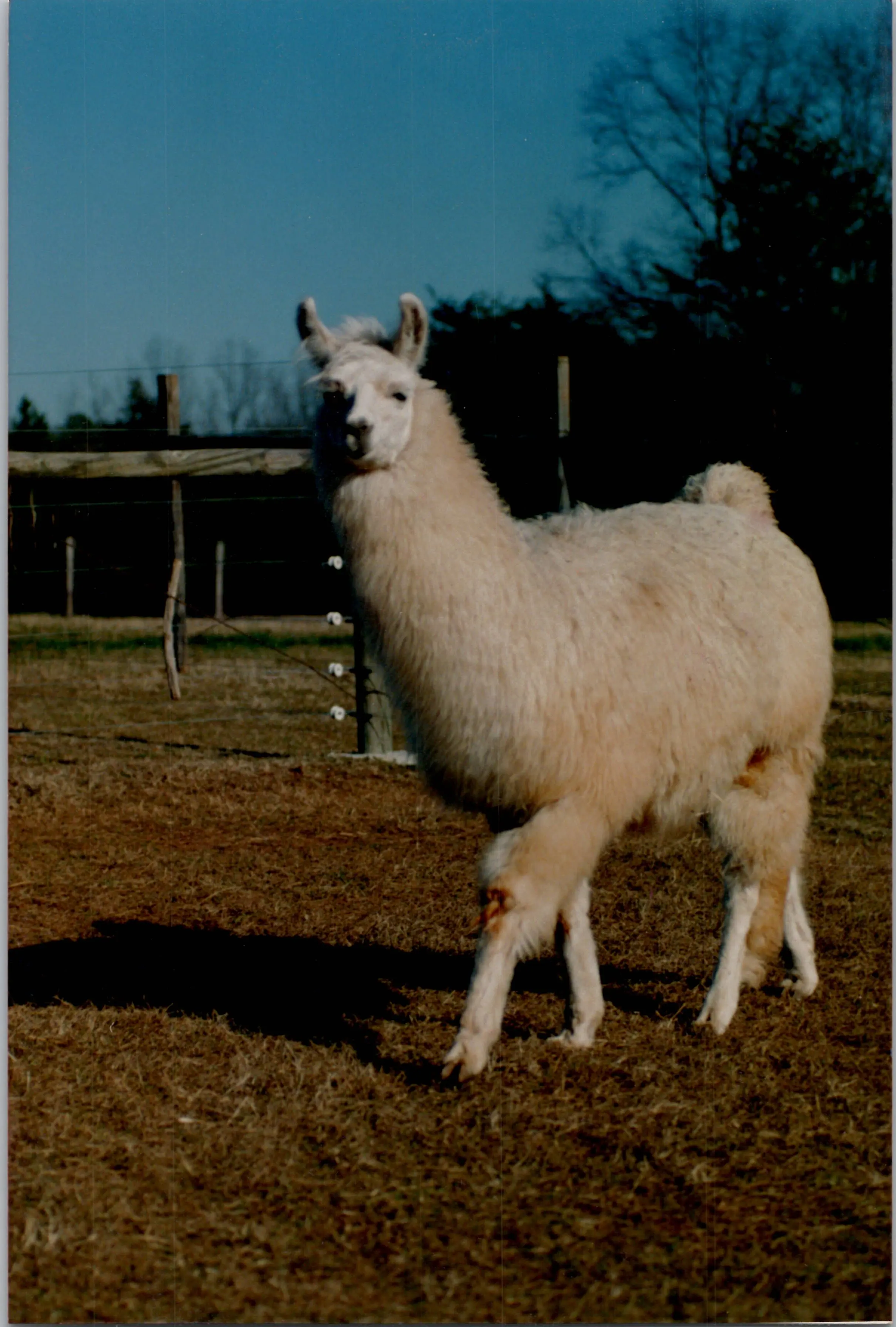 An image of a llama named Bermuda High