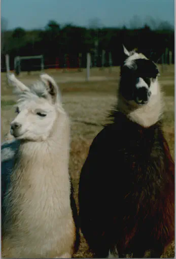 An image of two llamas, one named Cash, and one named Bermuda High