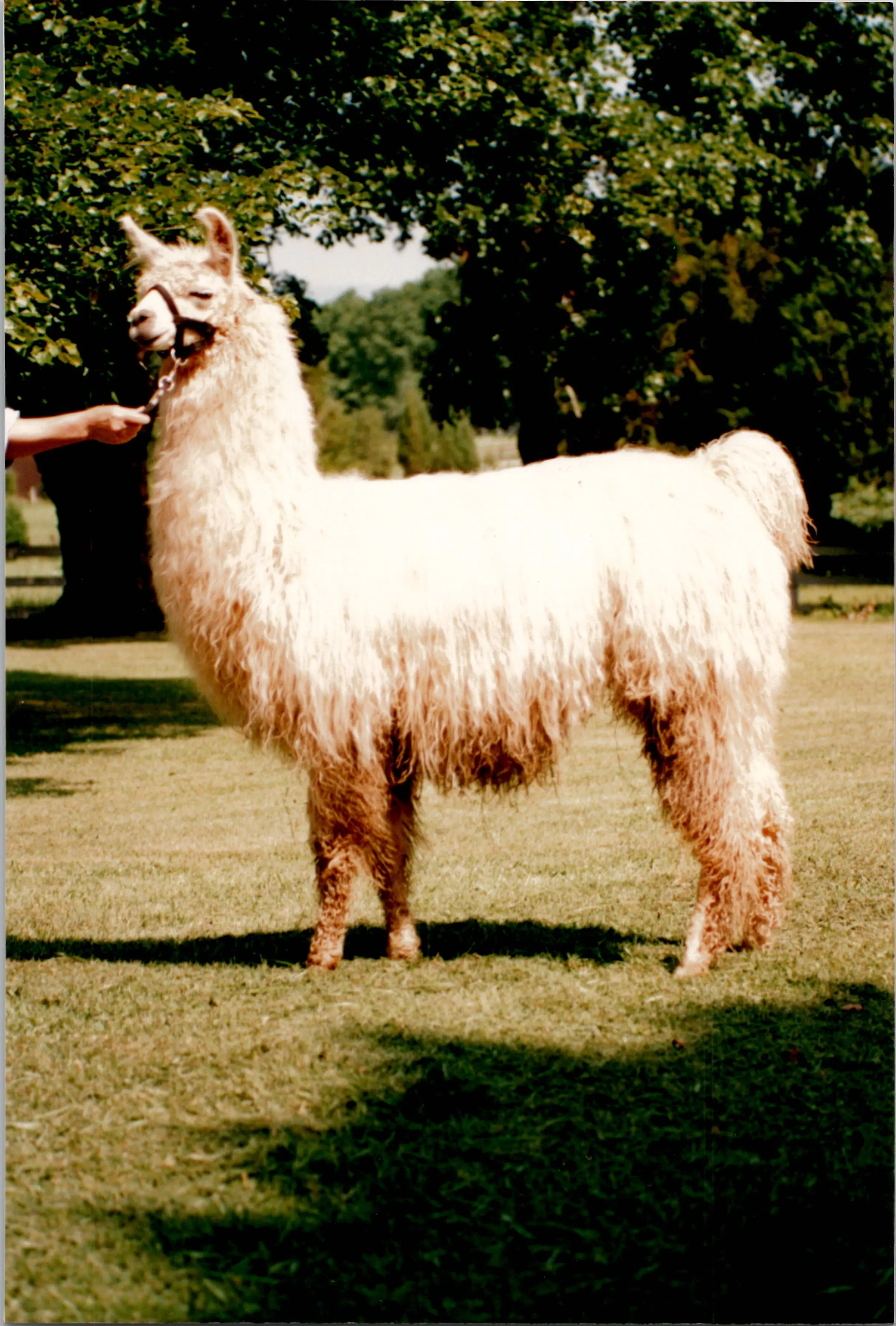 An image of a llama named Bermuda High