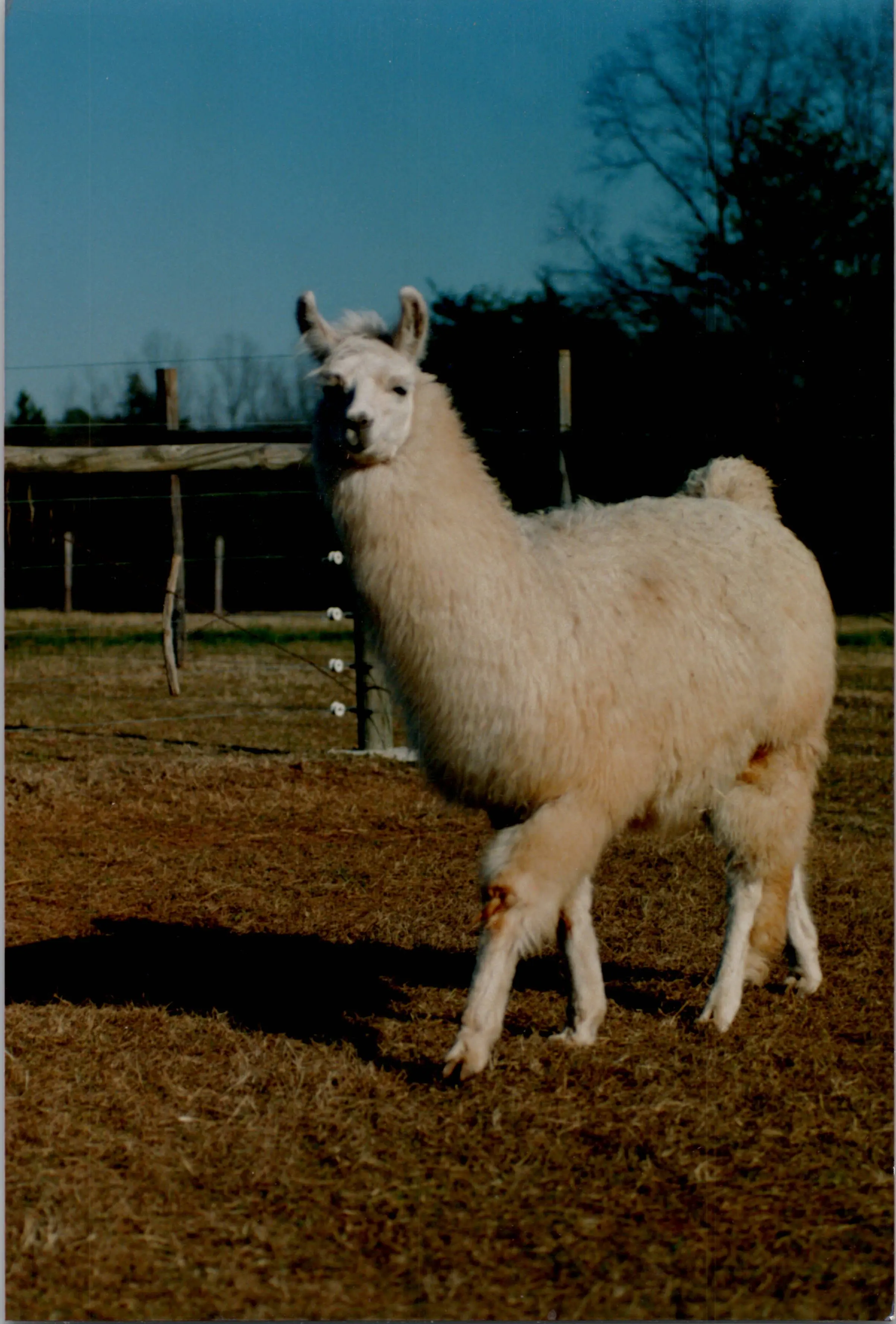 An image of a llama named Bermuda High