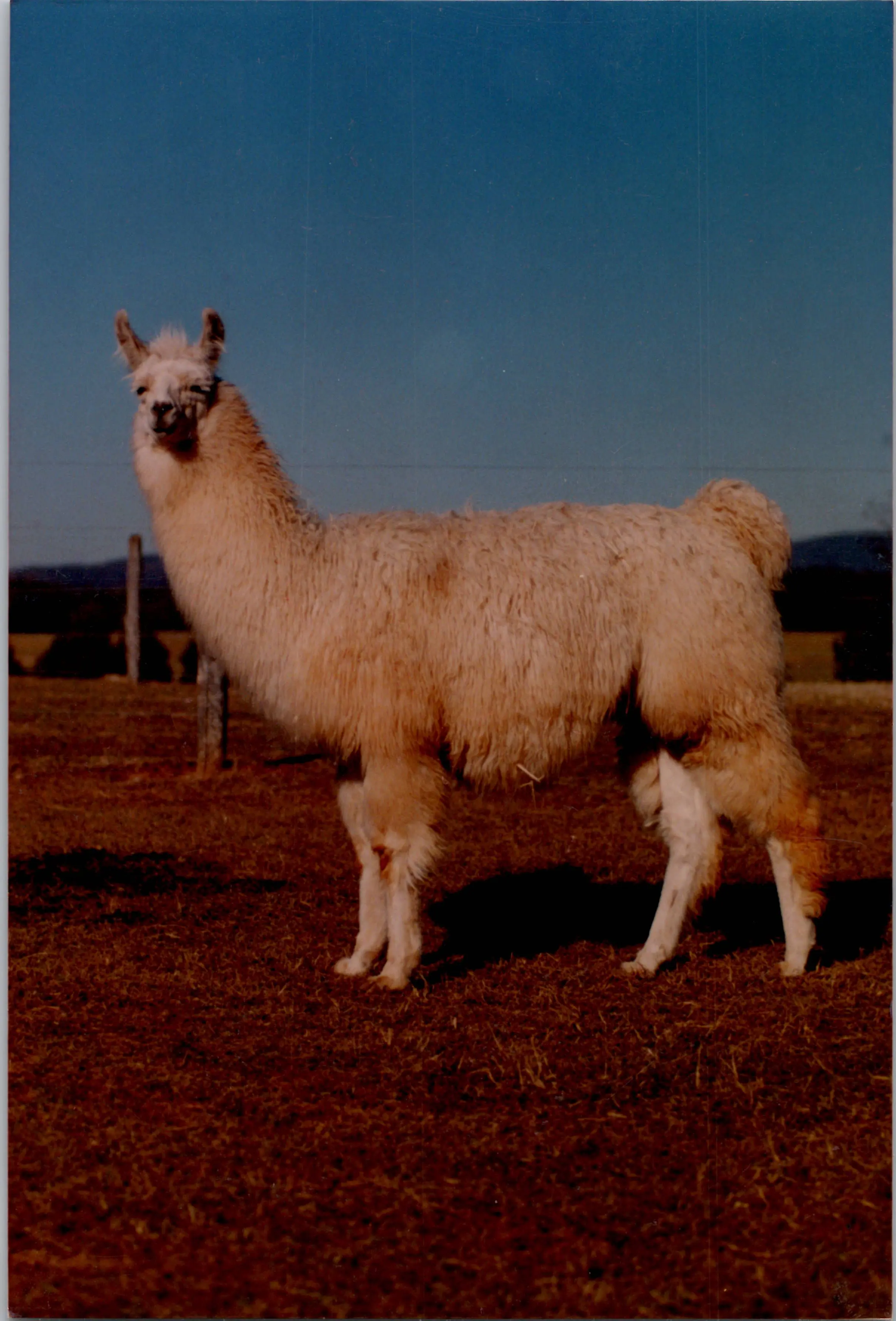 An image of a llama named Bermuda High