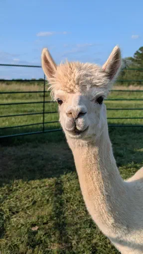 An image of a animal named Frost
