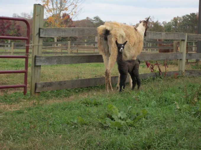 A light beige llama with brown ears and a brown patch on its rear stands in a green pasture, looking away. In front of it, a small, fluffy black llama cria with a white blaze on its face looks directly at the viewer. A wooden fence and red metal gate are visible in the background. [U]