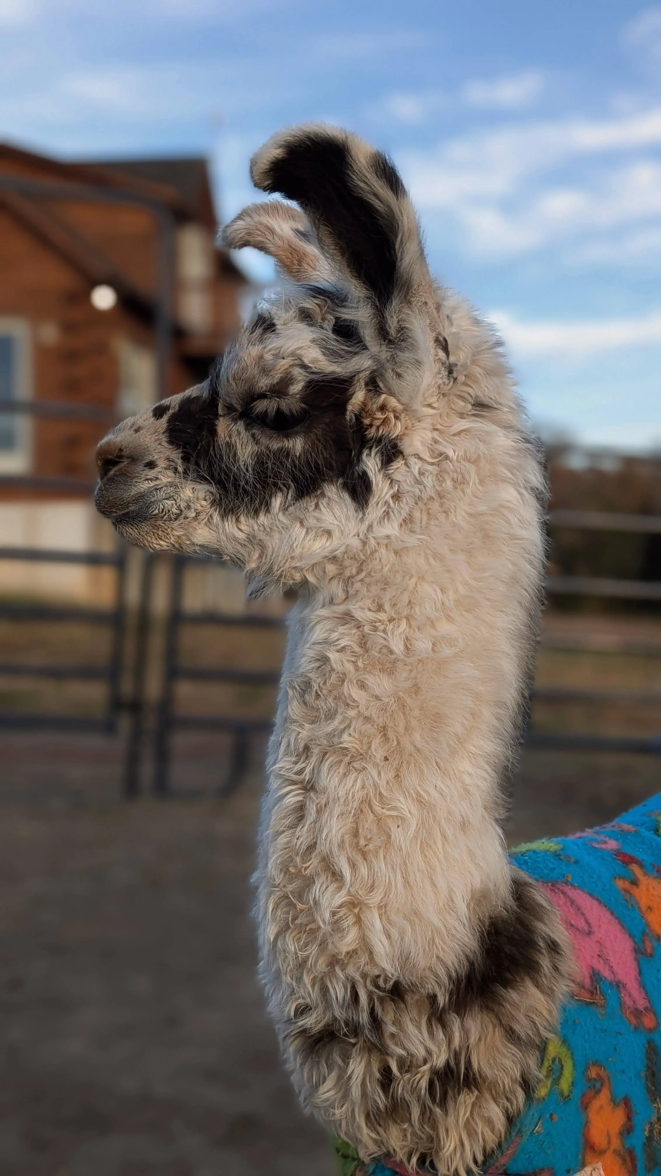 A vertical close-up, profile view of a young llama named Domino head and neck, with white, tan, and black spotted fur. The animal is wearing a bright blue blanket coat with an orange elephant design.