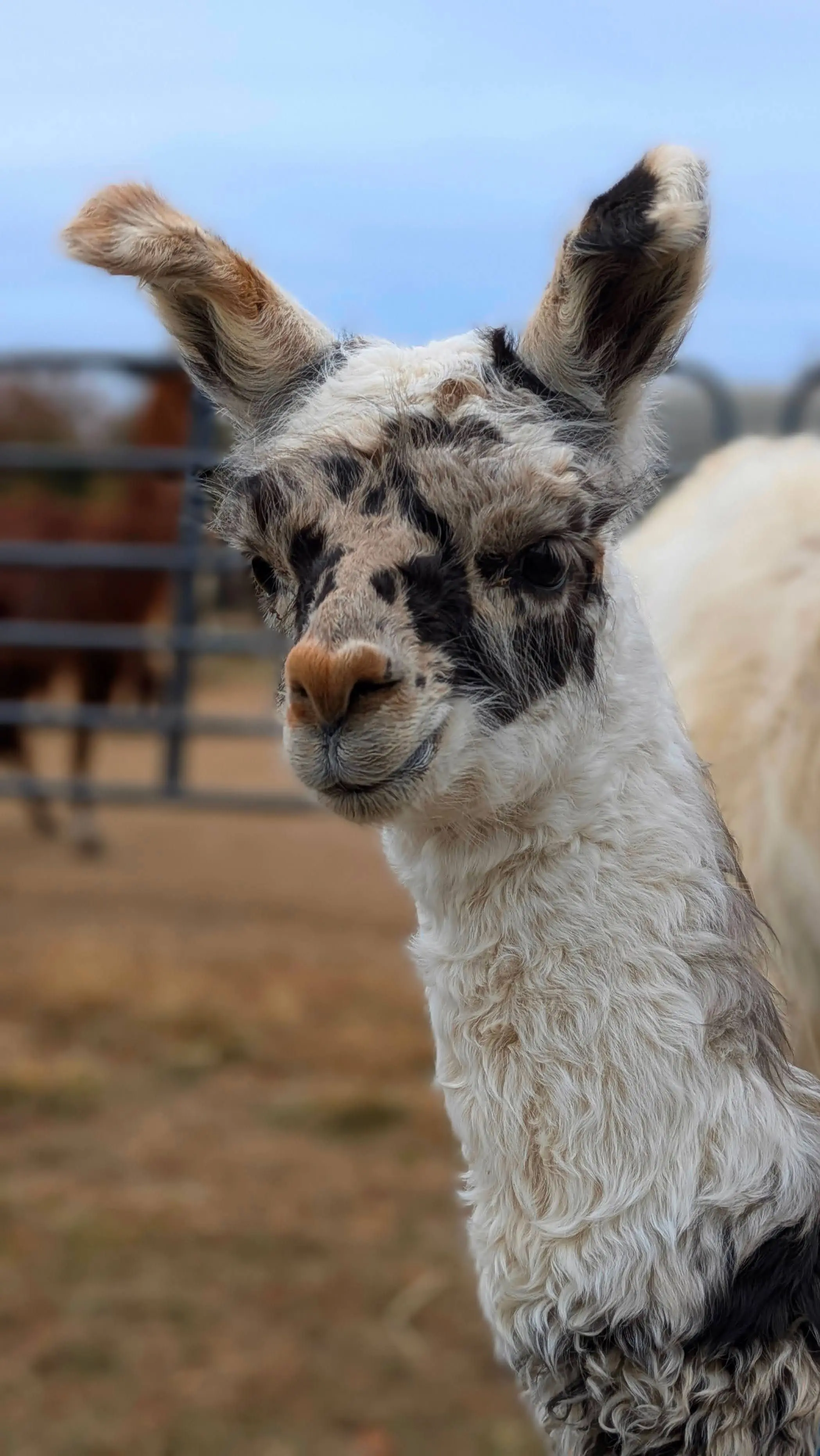 Close-up portrait of the head and neck of a young llama named Domino with dramatic black, brown, and white mottled markings around its eyes and muzzle. The animal is looking directly at the camera with a blurred background.