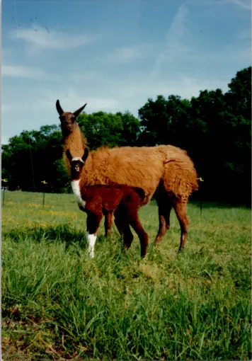 Tea Party McGrath, and her daughter Hawkstone's Minerva