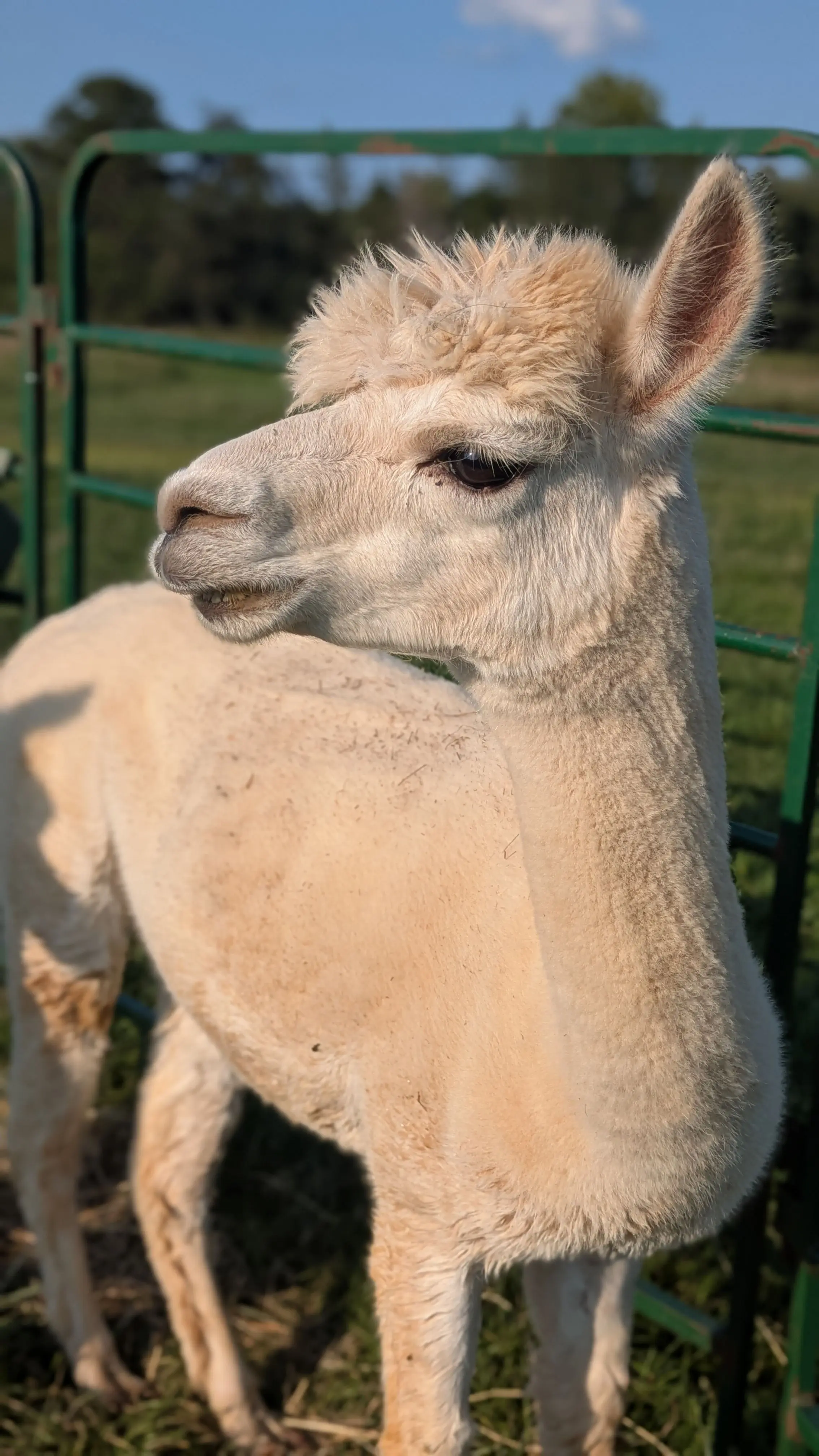 A light colored alpaca with fluffy fur stands in a sunny field, looking left. Its head is in sharp focus, showing a dark eye, light brown snout, and upright ears. A green metal fence and lush green grass are visible in the background under a clear blue sky. [U]