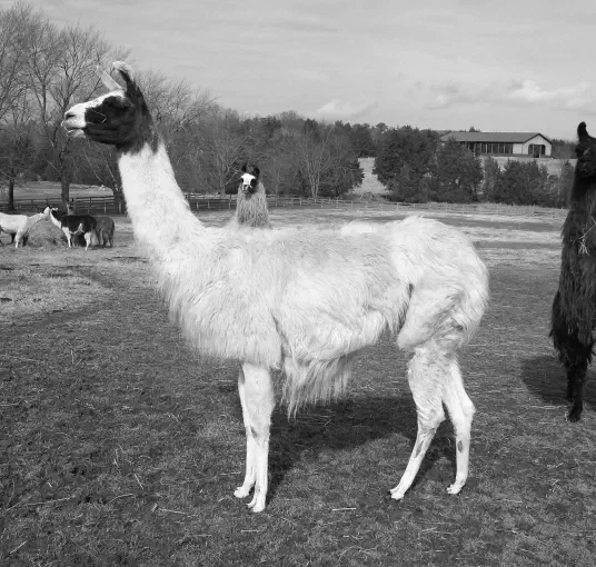 A black and white image of a shaggy white llama with a dark face standing in a grassy field. Other llamas, including a dark one, are visible in the background with bare trees and a farm building under a cloudy sky. [U]