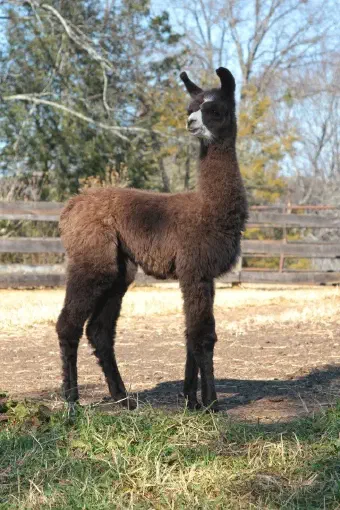 A fluffy dark brown llama with a white muzzle and a white blaze on its face stands in a sunny field with green and dry grass. A wooden fence and trees are visible in the background. [U]