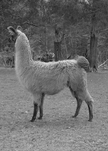 A black and white full-body side view of a shaggy llama with light-colored fur standing on a grassy field, looking towards the left. Trees are visible in the blurred background. [U]