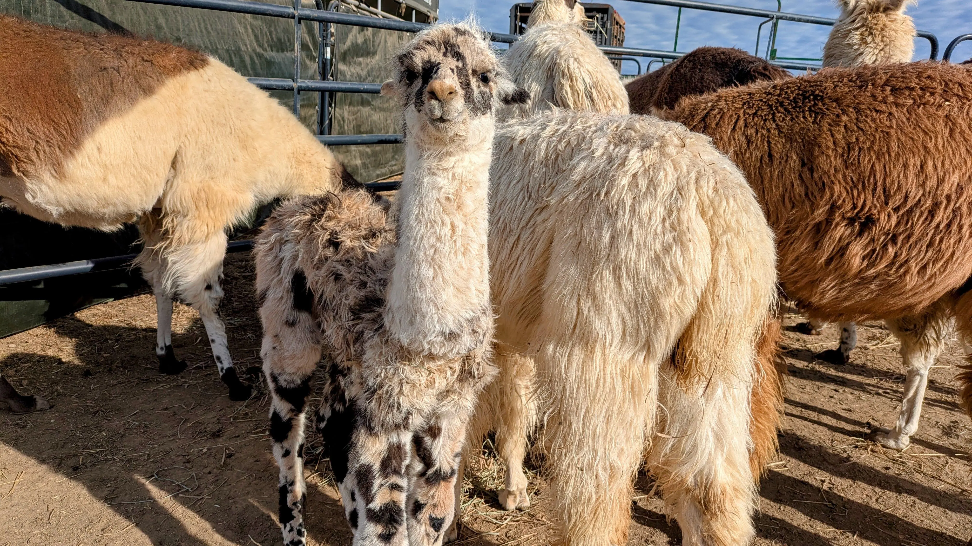 A spotted, juvenile llama named Domino standing prominently among a group of adult llamas and alpacas with white, brown, and tan fleece, enclosed in a pen.