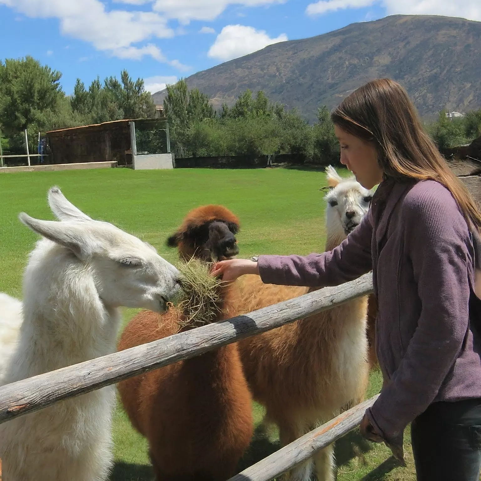 An image of a woman feeding some llamas. [U]