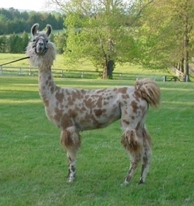 An image of a llama named Appy Strudel