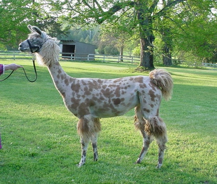 An image of a llama named Appy Strudel