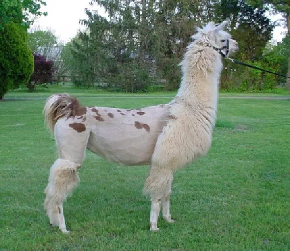 An image of a llama named Bellatrix