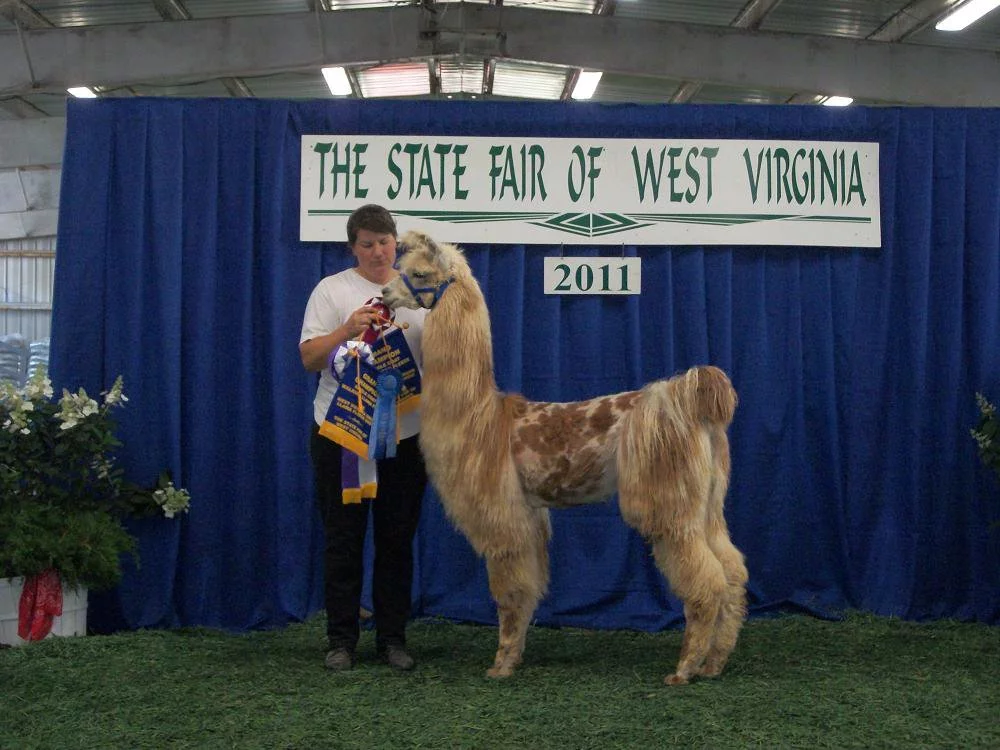 A photo of a llama named Betelgeuse with Paige at the West Virginia State Fair in 2011