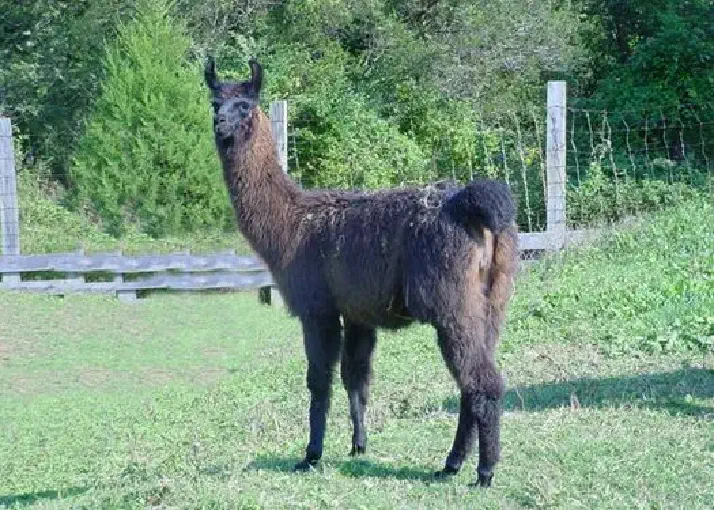 A side view of a llama named Cazbah