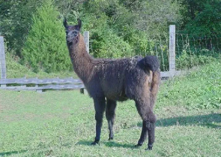 A side view of a llama named Cazbah