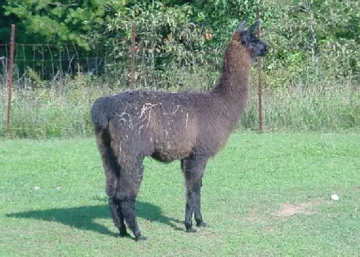 A side view of a llama named Cazbah