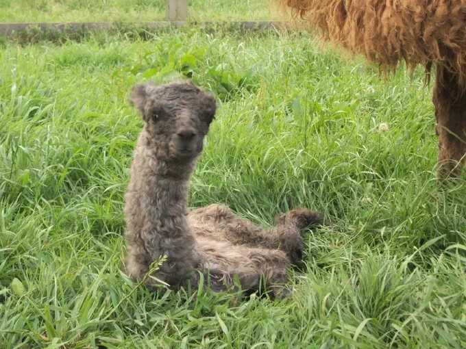 An image of a llama named Flying Sourcer