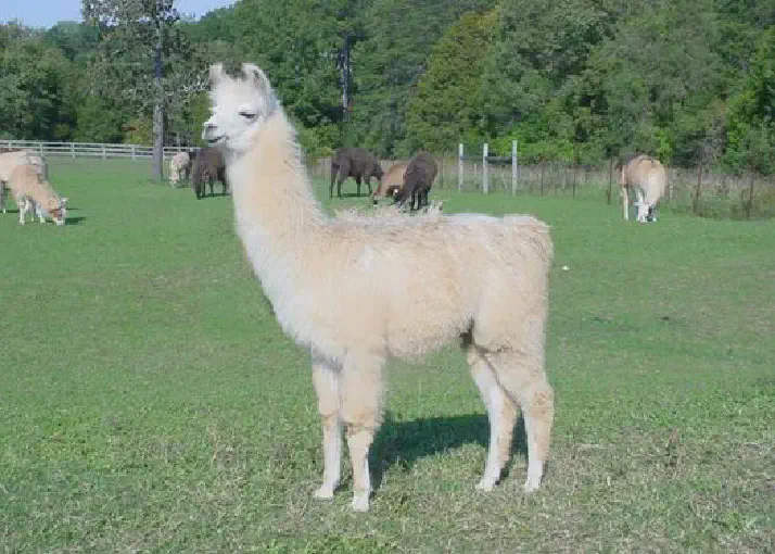 An image of a llama named Front Paige News