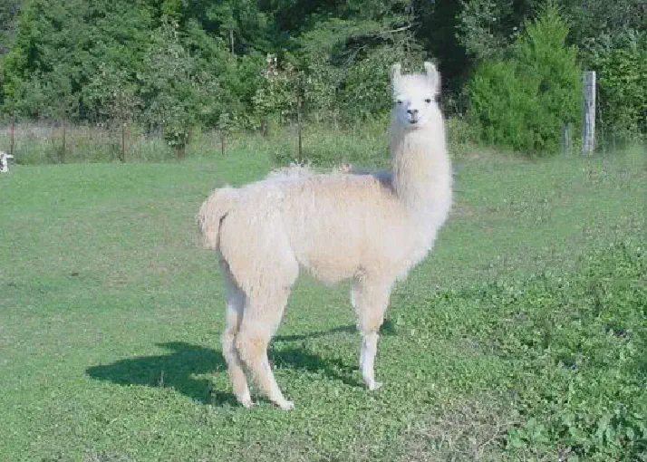 An image of a llama named Front Paige News