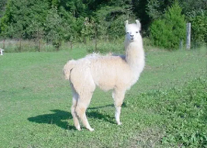An image of a llama named Front Paige News