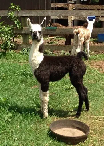 An image of a llama named Heirloom