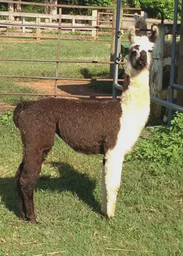 An image of a llama named Heirloom