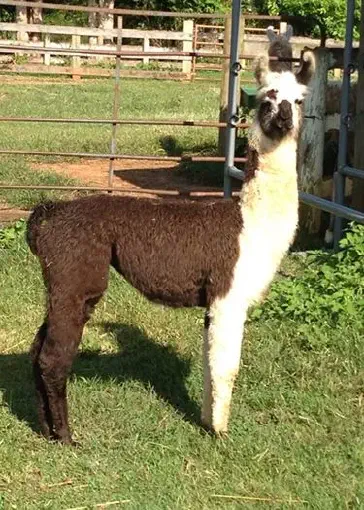 An image of a llama named Heirloom