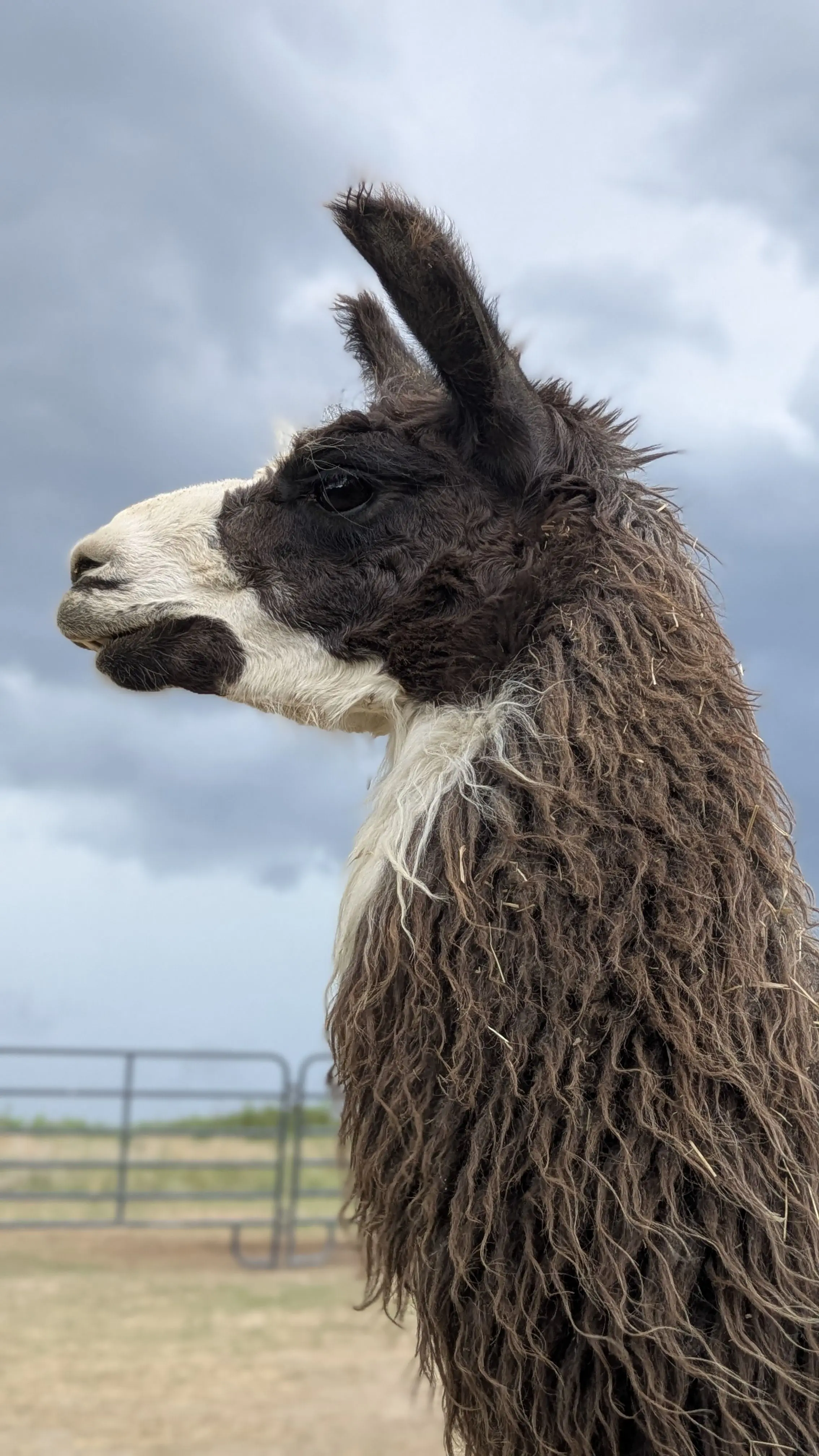 Close-up profile of a llama with shaggy dark brown and white fur, looking left against a cloudy sky. Its face is white with dark markings, and its thick hair has bits of straw embedded. A fence and dry ground are visible in the blurred background. [U]