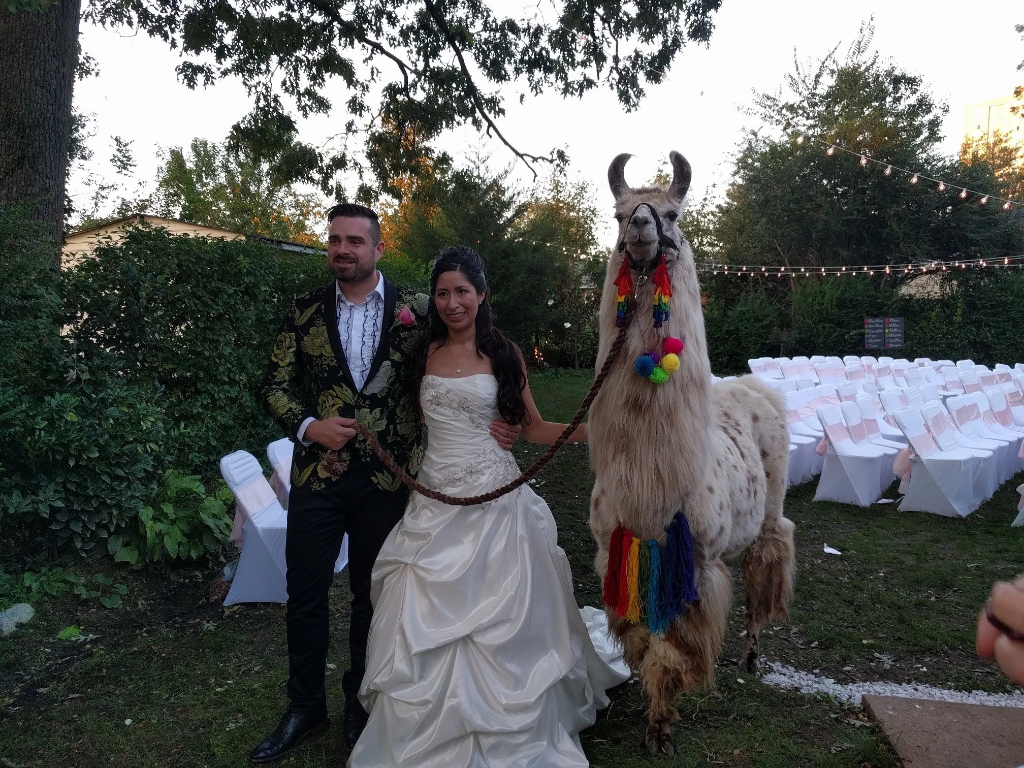 A llama named Appy Hour at a wedding