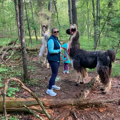 A llama named King out on a walk in the woods