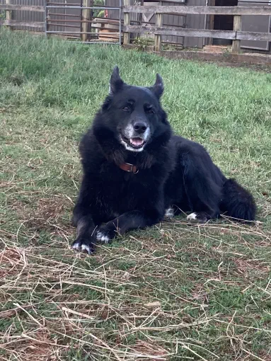 An image of a dog named Ursa