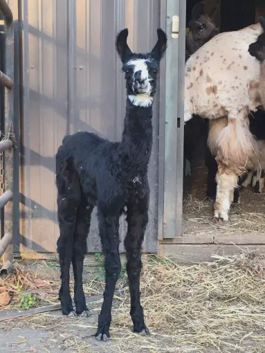 An image of a llama named Posh