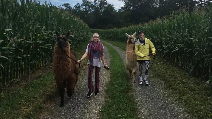 Llamas named Source Code and Teriyaki out for a walk in a corn field