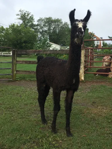 An image of a llama named Posh
