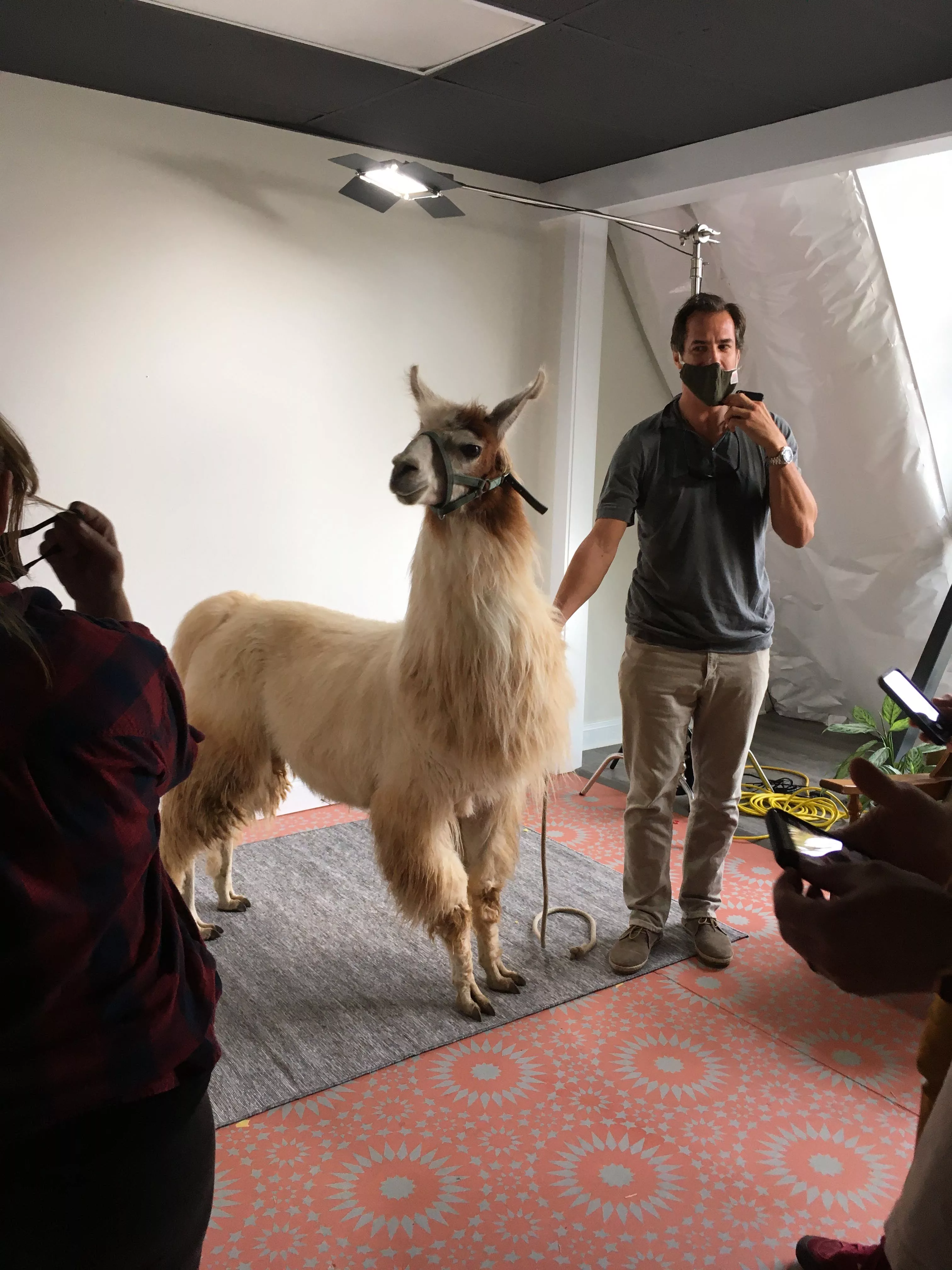 A llama named Teriyaki at a photoshoot
