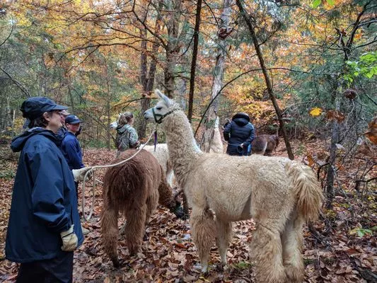 An image of a llama named Pellegrino on a trek