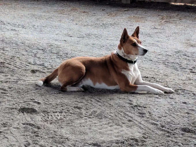 An image of a dog named Mac