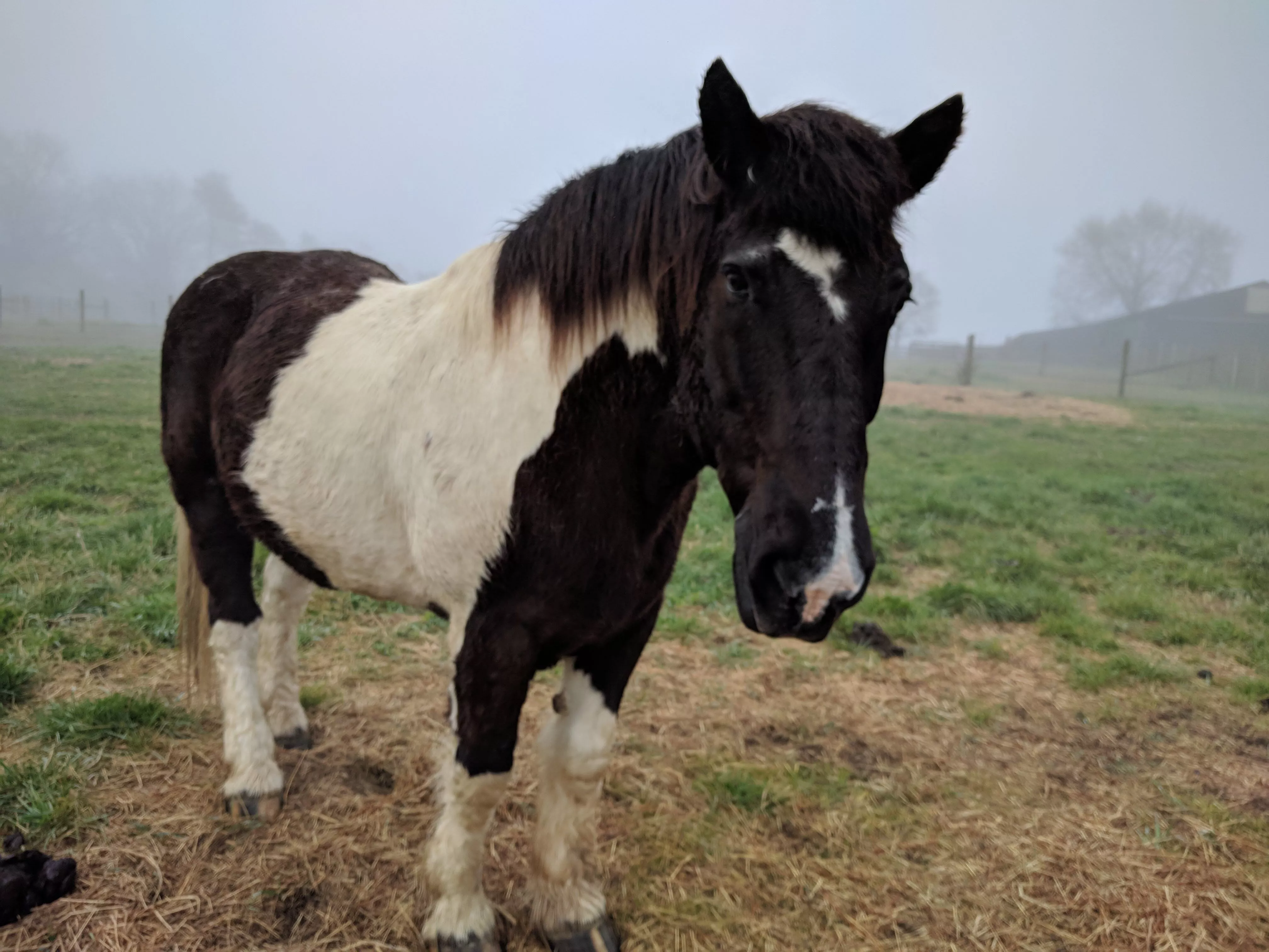 An image of a horse named Oreo